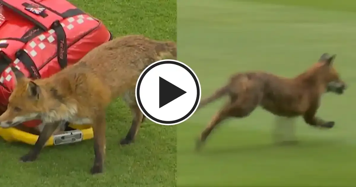 fox barges onto field during glamorgan vs middlesex county championship 2025 match at lord s